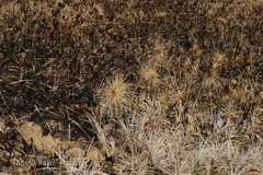 Spinifex littoreus
